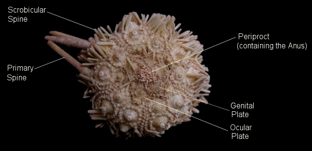 ECHINOID TERMINOLOGY